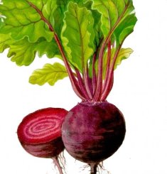Красная свекла или заменитель кофе